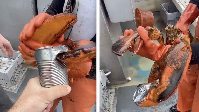 lobster cracks can