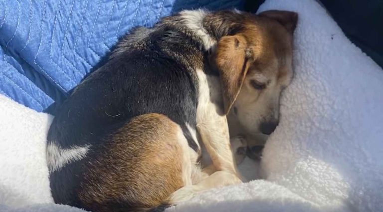 beagle being given away for free on facebook rescued