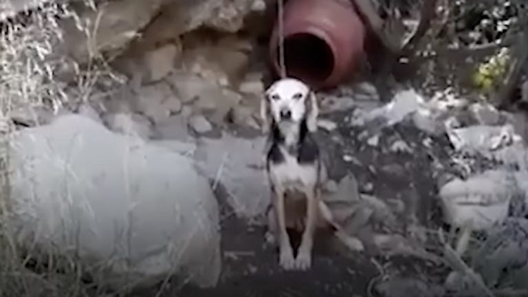 senior dog rescued from chain in Greece