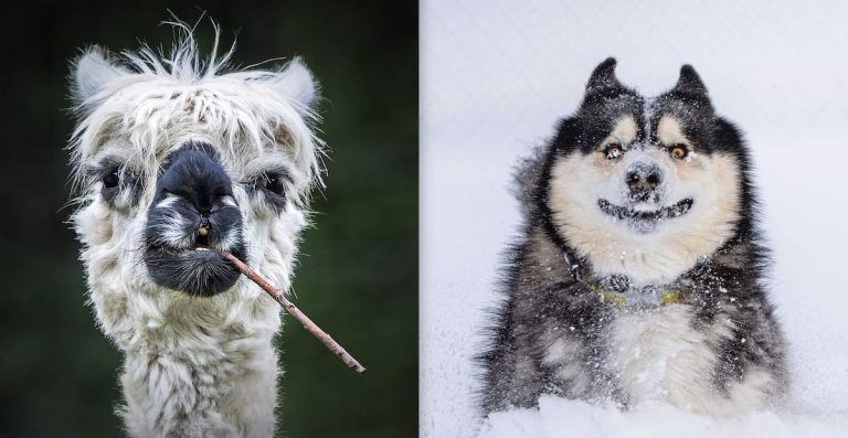 Animal Friends Pet Comedy Photo Awards