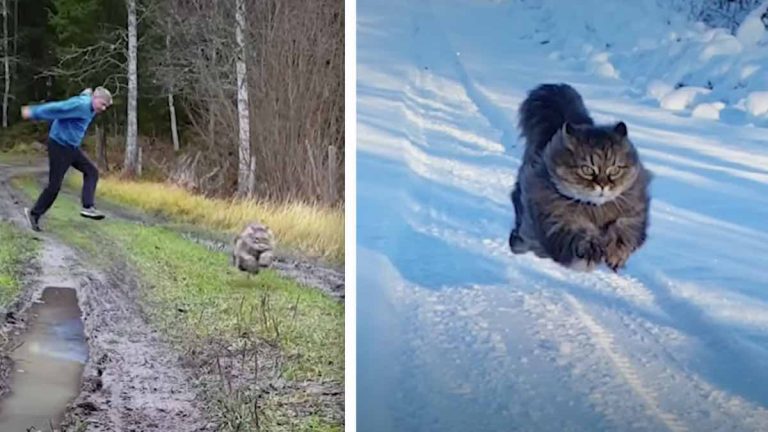 cat loves to race with her dad