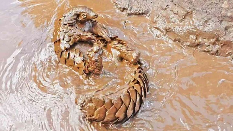 pangolin loves water
