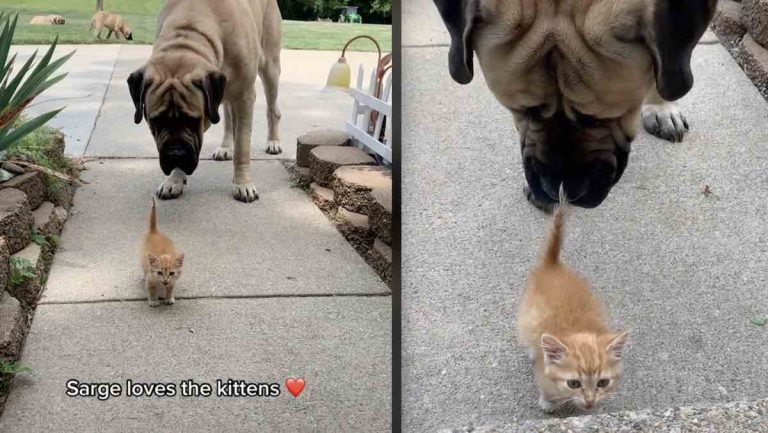 Sarge the mastiff loves kittens