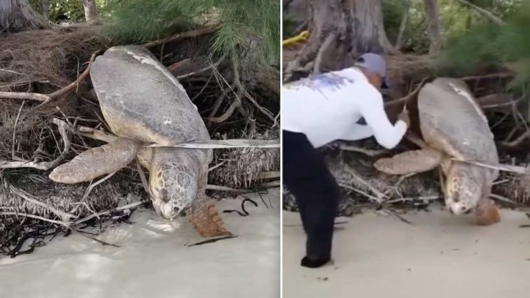 sea turtle rescue