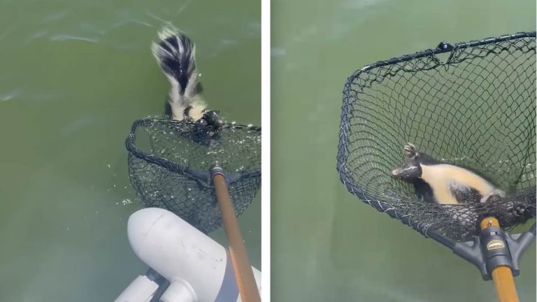 skunk saved from drowning