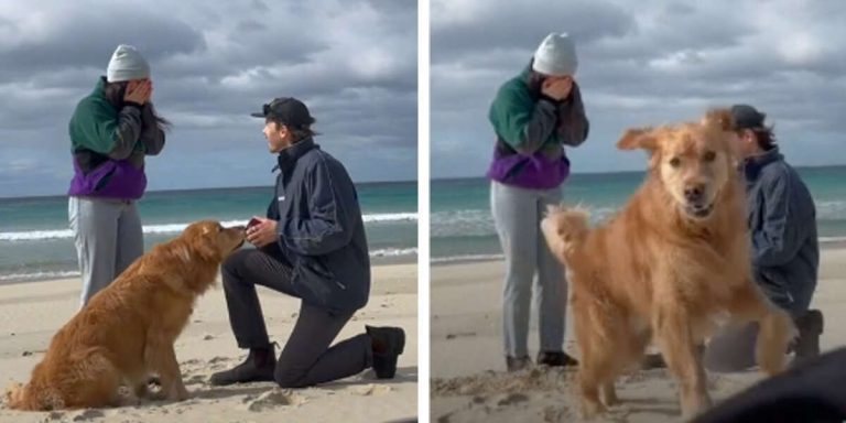 dog excited by couple's engagement