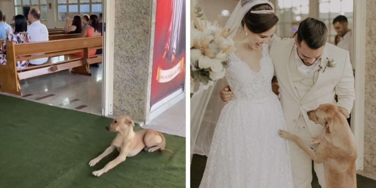 Stray Dog Crashes Wedding and Gets Adopted by Bride and Groom