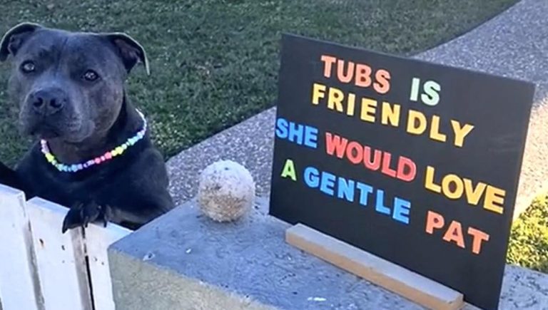 staffordshire terrier just wants to be petted