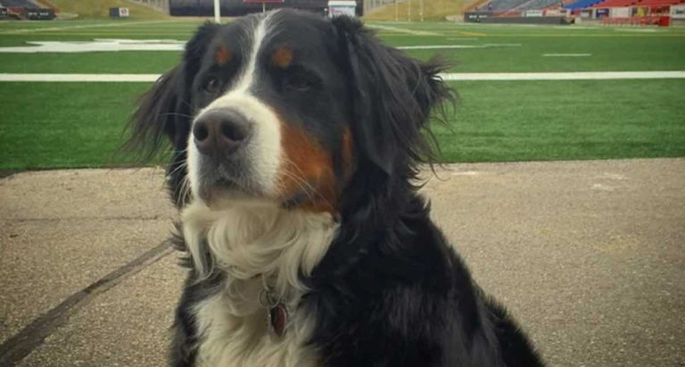 Community Helps Dog Enjoy Snow In The Summer On Her Last Day Of Life