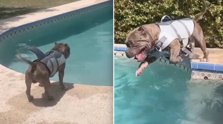 Cangri the pittie loves the pool