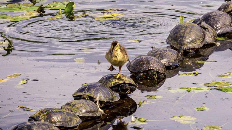 comedy wildlife photo awards 2022
