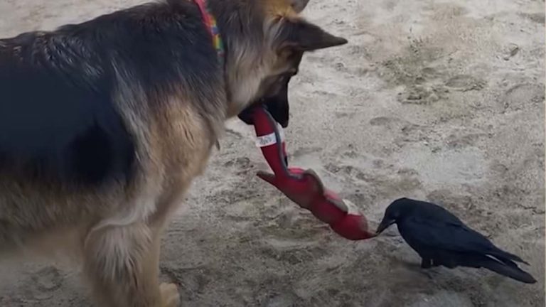crow loves dog
