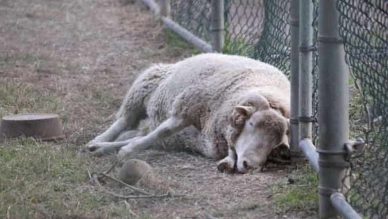 Huxley, the "depressed ram".