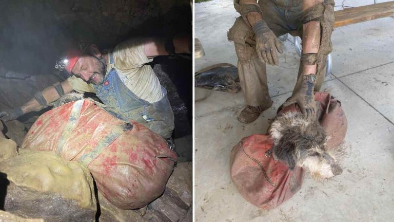 dog rescued from cave after missing for months
