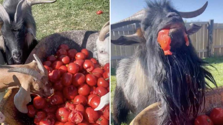goats eating tomatoes