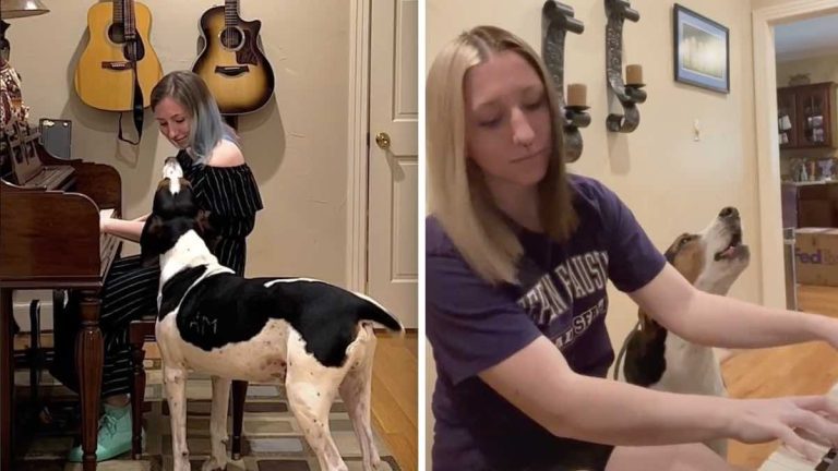 Goose the singing hound TikTok