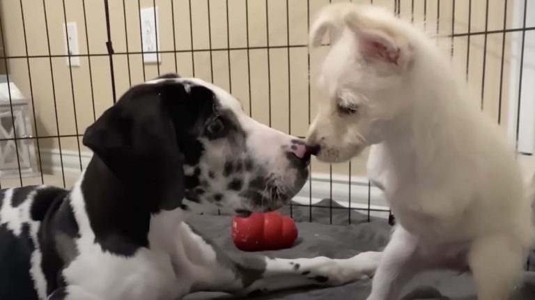 two disabled dogs are best friends