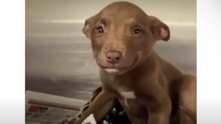 shelter puppy can't stop smiling