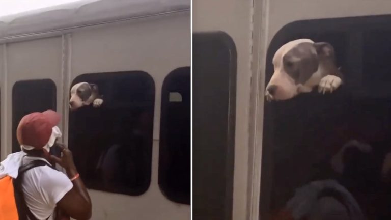 pittie rescued from hot bus