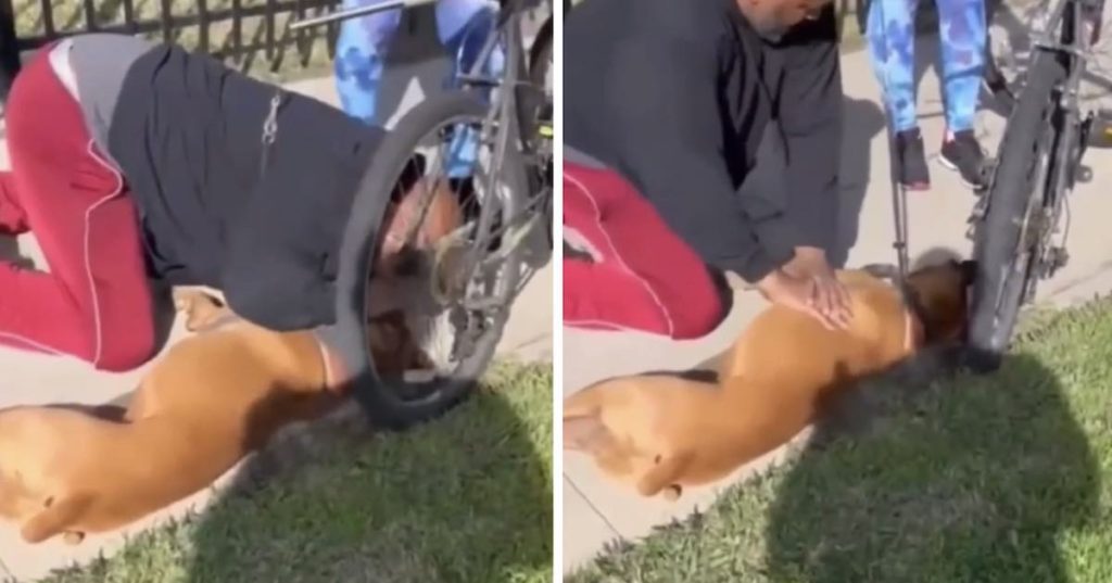 man performs cpr on collapsed dog