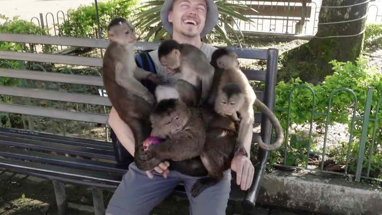 monkeys on bench with traveller