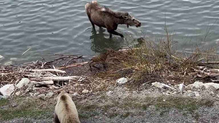 Moose protects her babies from bear
