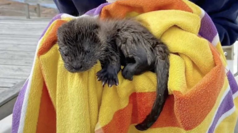 baby otter Otis saved from eagle