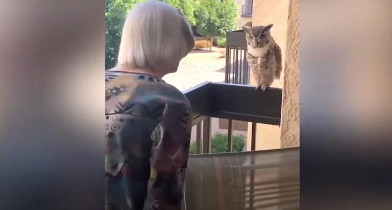 owl visits grandma