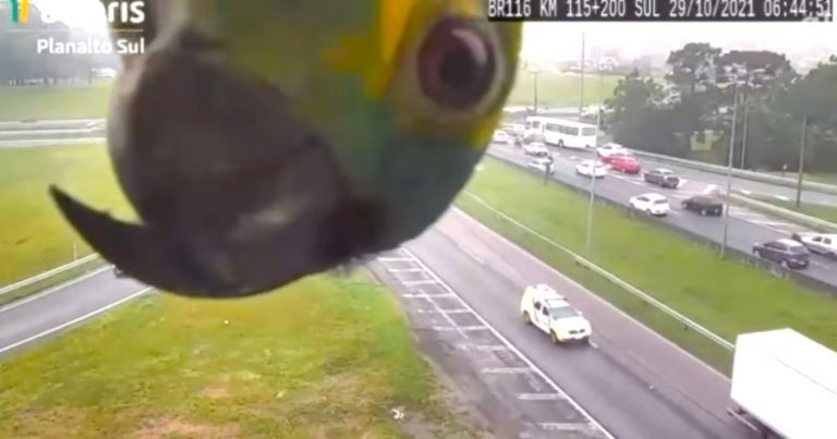 parrot looks into highway cam