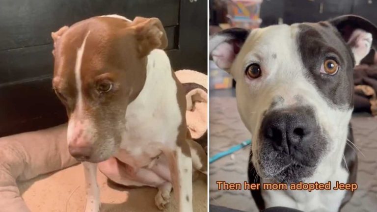 Senior Dog ‘Almost Died From Broken Heart’ But Then She Meets Young Friend
