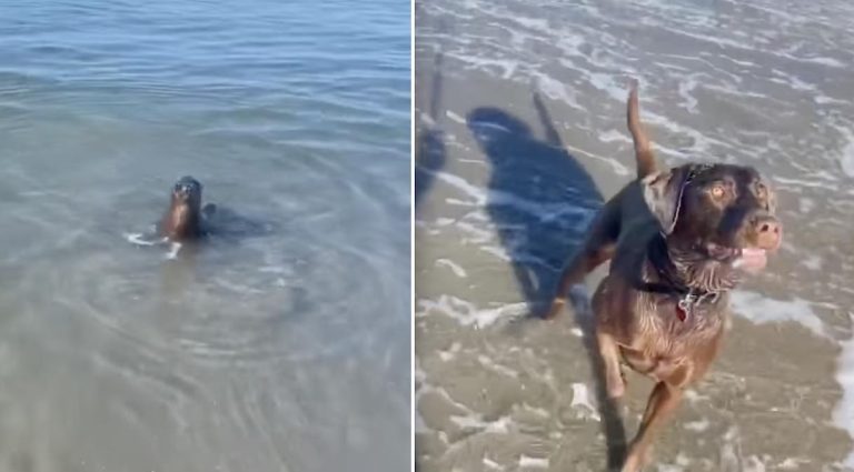 seal and dog play fetch in ocean
