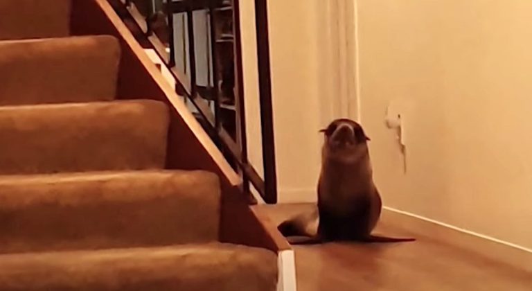seal breaks into house