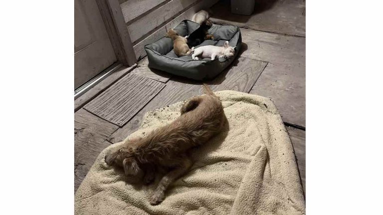 stray dog adopts puppy