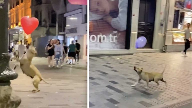 street dog plays with balloons