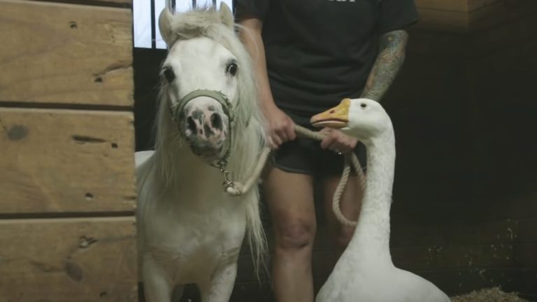 goose and mini horse rescued