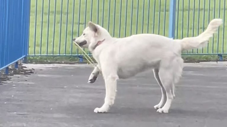 winnie the dog plays with her frisbee