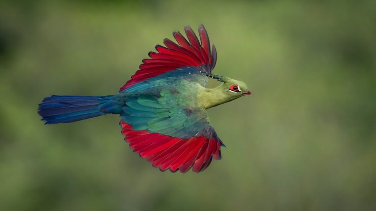 Winners of the Bird Photographer of the Year Soar Above The Rest