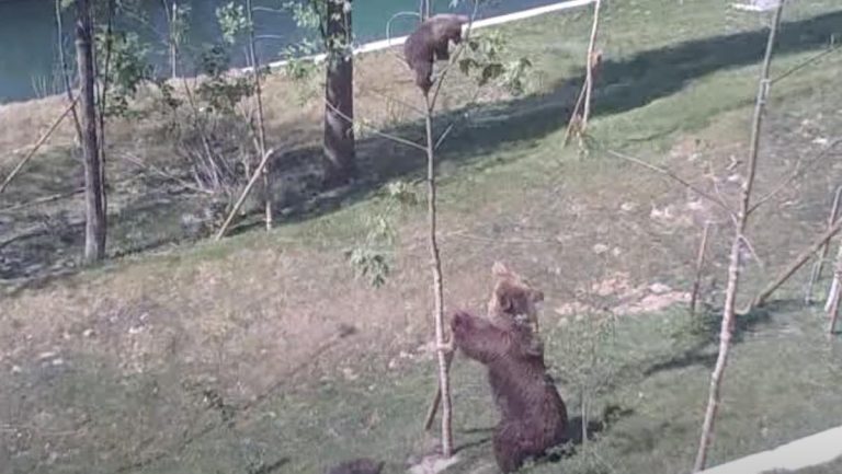 mama bear tries to get cub from tree