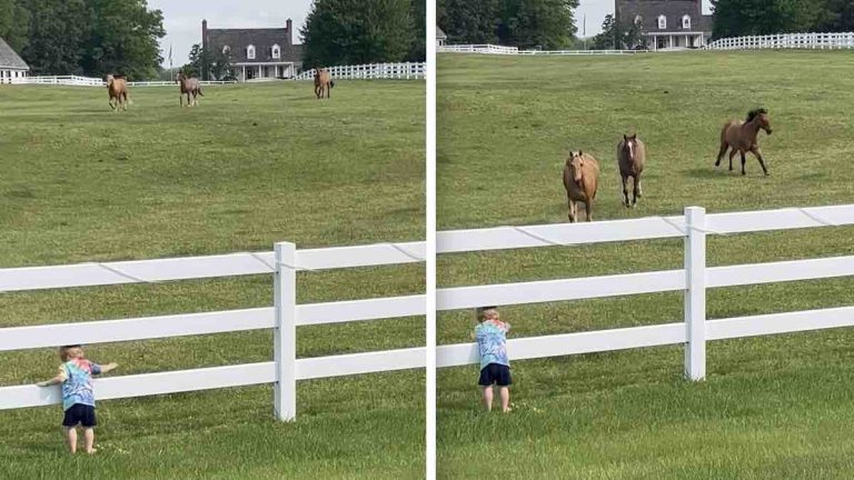 boy calls horses