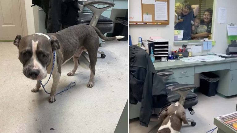 lost dog reunites with family