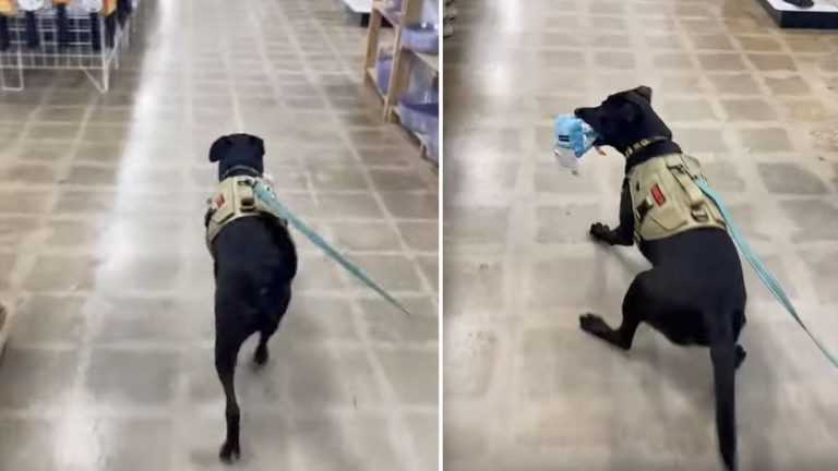 cornflake the dog spots halloween decorations