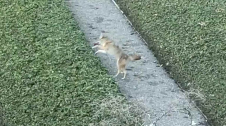 coyote plays with squeaky toy