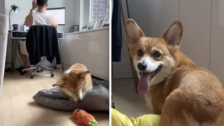 dash the corgi throws his toys