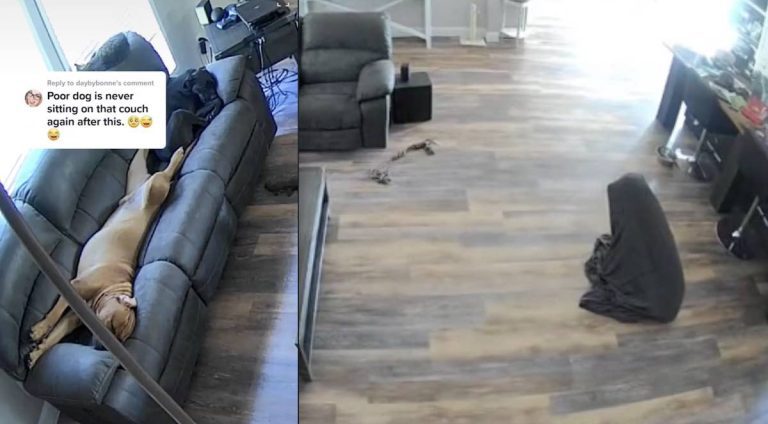 dog gets accidentally tangled up in blanket