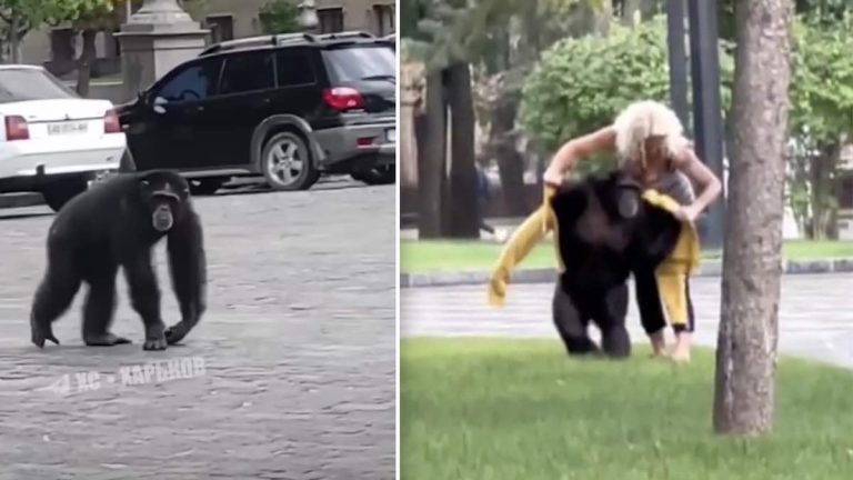 escaped chimp from Ukrainian zoo