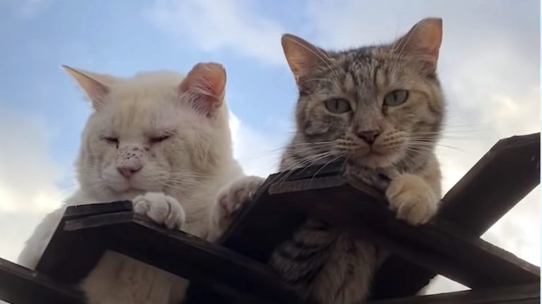 two feral cats in love