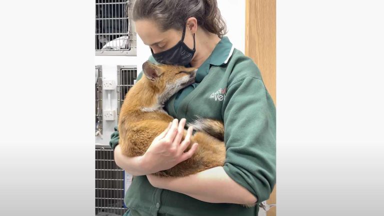 vet cuddles fox