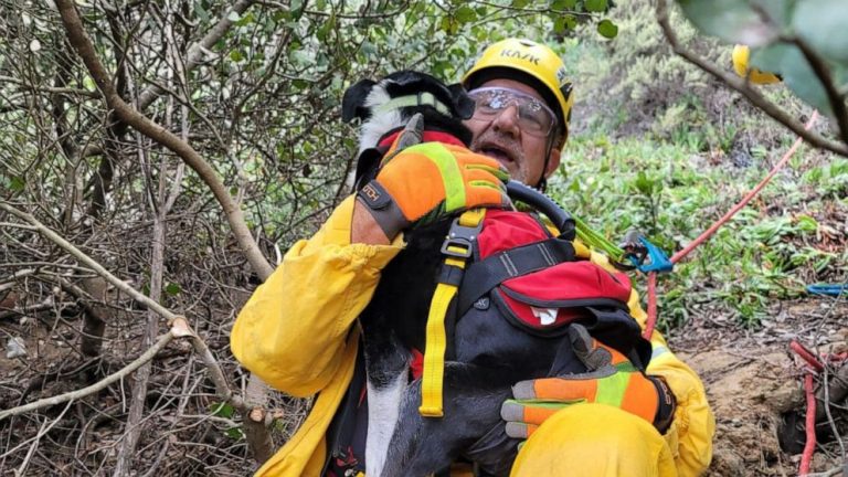 dog rescued from ravine