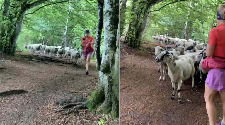 runner is followed by flock of sheep