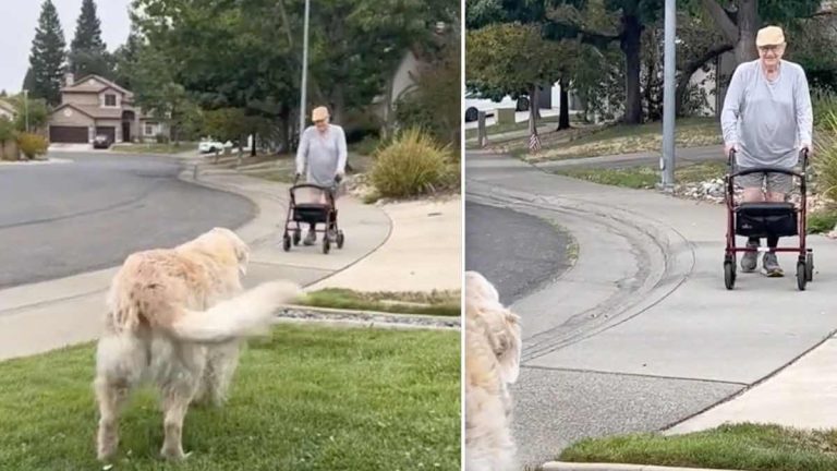 senior dog and senior man share sweet routine